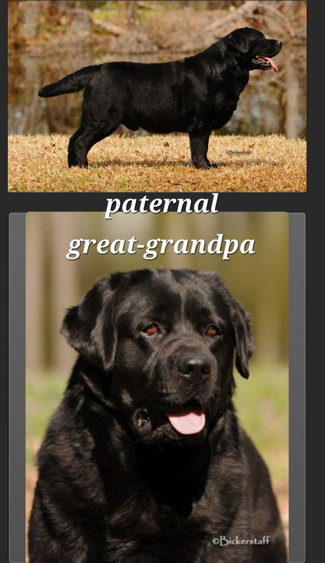 Screenshot_20251227_121258_Chrome