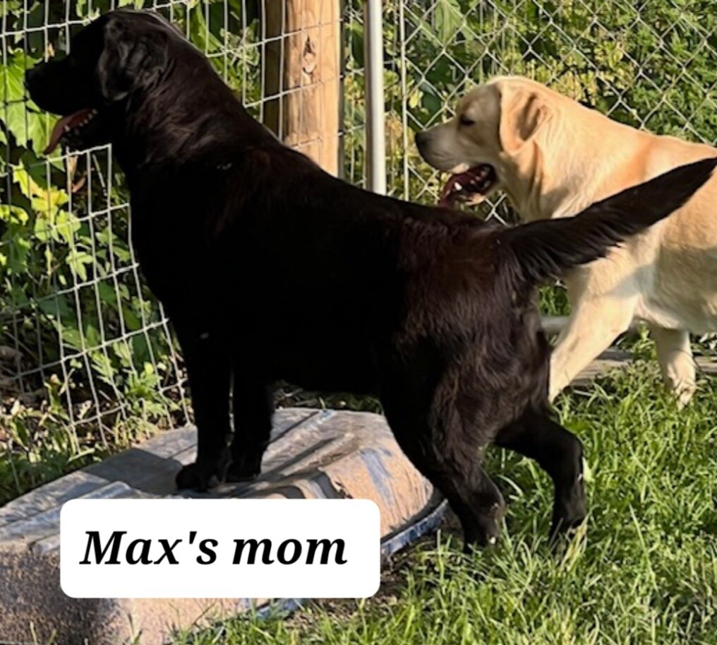 Screenshot_20240324_001917_Chrome