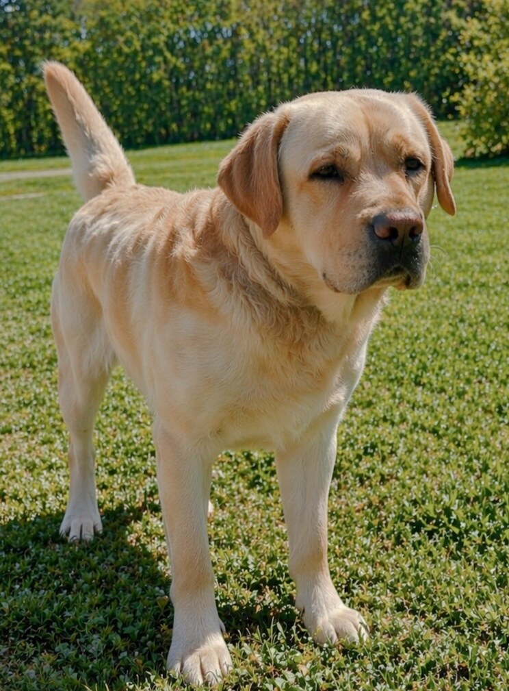 Bergamo Herbu Zadora (Briggs)