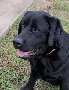 Maximum Caliber Big Papi Gentle Giant (Max)