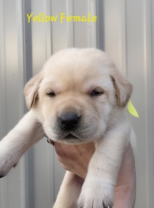 Yellow female