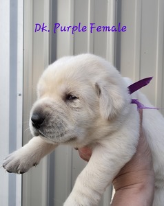 Dk purple