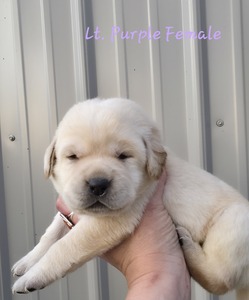 Lt purple female 