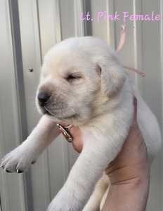 Lt Pink female
