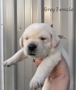 Grey female