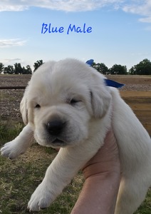 Blue male