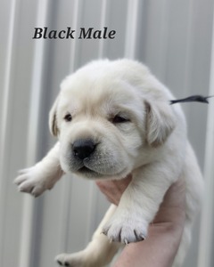 Black male