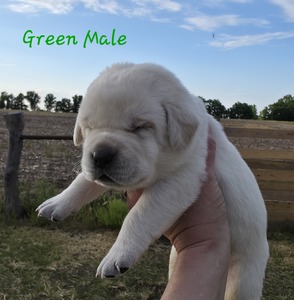 Green male