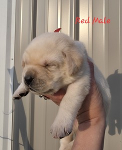 Red male