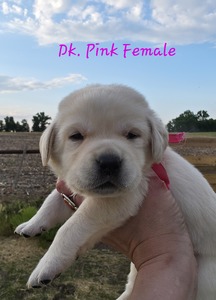 Dk pink female