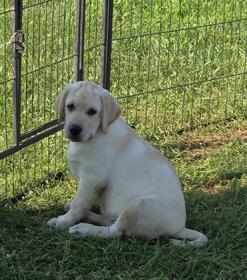 Yellow female