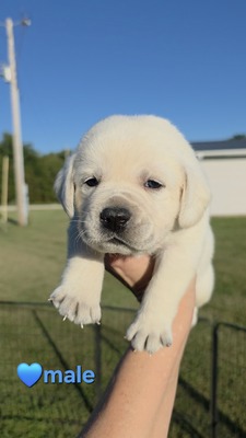 Blue - SF male