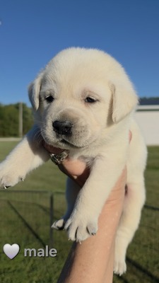 Grey - SF male