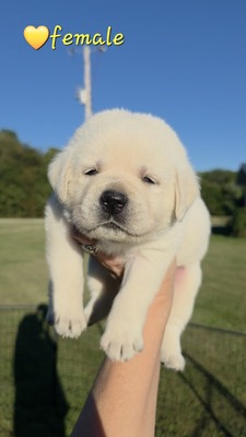 Yellow - SF female