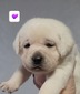 Purple collar Female 