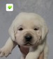 Green collar male