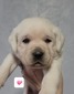 Pink collar female