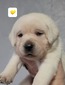 Yellow collar female