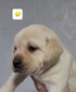 DD yellow collar