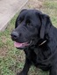 Maximum Caliber Big Papi Gentle Giant (Max)