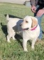 ShowMe Adalida Belle of the Bayou  (Addie)
