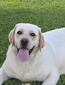 ShowMe Adalida Belle of the Bayou (Addie)