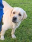 Maple Creek Let's Make Magic Frankie (Frankie)